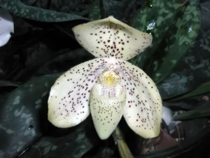 Bild von Paphiopedilum concolor 9